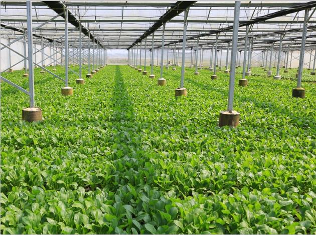 91麻豆精品传媒人妻系列-麻豆国产精品VA在线观看不卡种植基地
